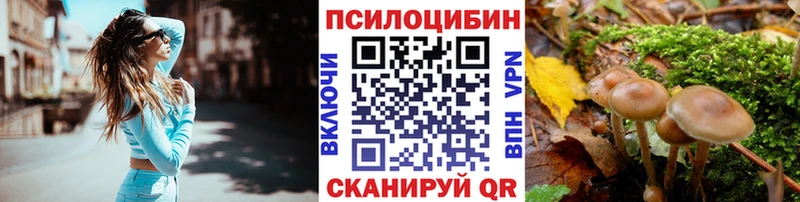 Галлюциногенные грибы Psilocybe  Сковородино 